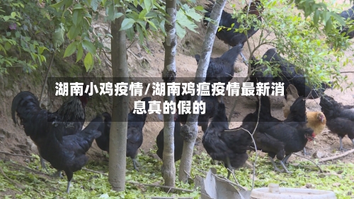 湖南小鸡疫情/湖南鸡瘟疫情最新消息真的假的-第1张图片