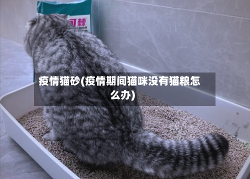 疫情猫砂(疫情期间猫咪没有猫粮怎么办)-第3张图片