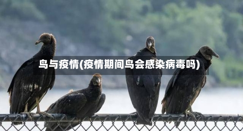 鸟与疫情(疫情期间鸟会感染病毒吗)-第2张图片