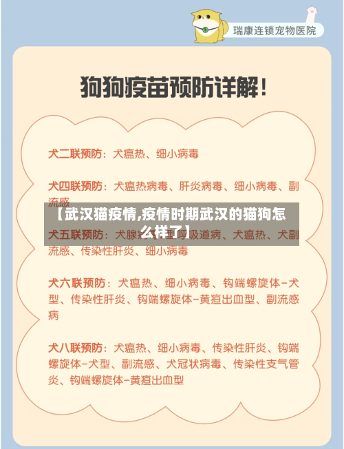 【武汉猫疫情,疫情时期武汉的猫狗怎么样了】-第2张图片