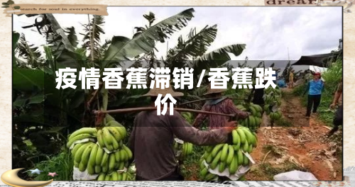 疫情香蕉滞销/香蕉跌价-第2张图片
