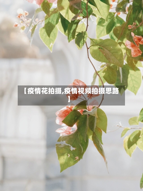 【疫情花拍摄,疫情视频拍摄思路】-第1张图片