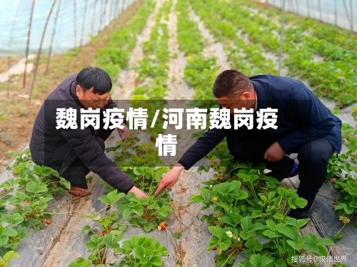 魏岗疫情/河南魏岗疫情-第2张图片