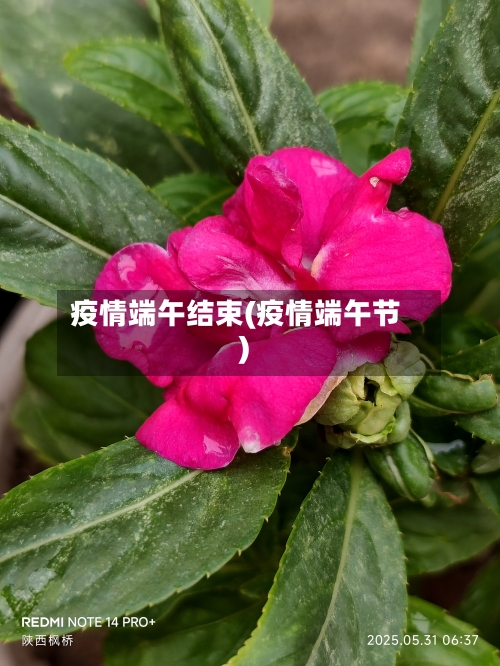 疫情端午结束(疫情端午节)-第2张图片