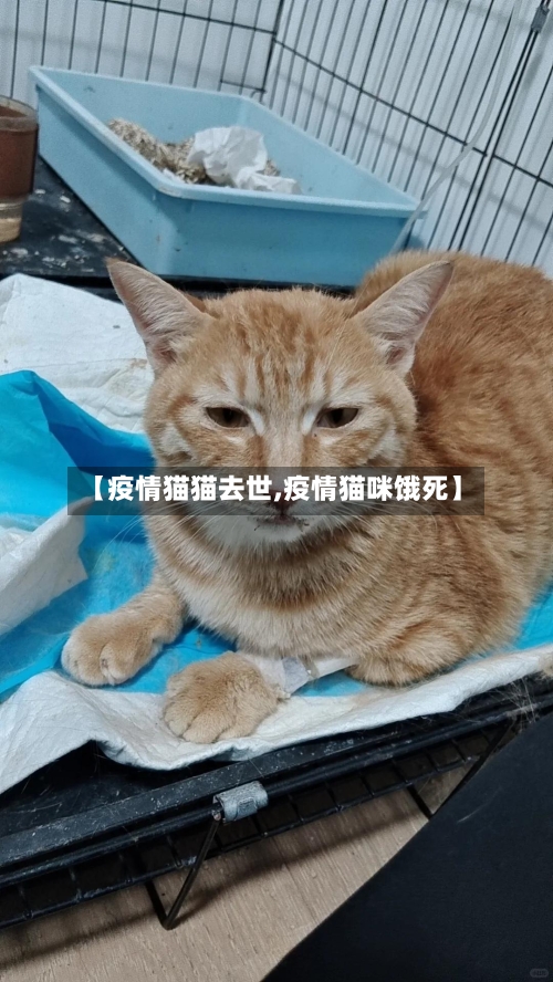 【疫情猫猫去世,疫情猫咪饿死】-第2张图片