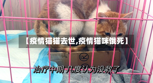 【疫情猫猫去世,疫情猫咪饿死】-第3张图片