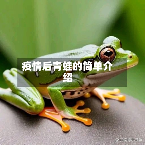 疫情后青蛙的简单介绍-第2张图片