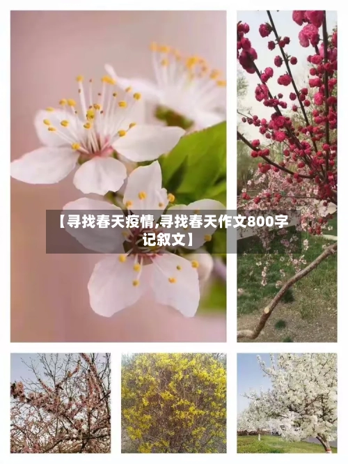 【寻找春天疫情,寻找春天作文800字记叙文】-第1张图片
