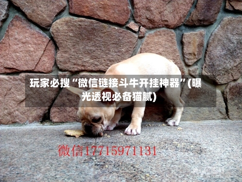 玩家必搜“微信链接斗牛开挂神器”(曝光透视必备猫腻)-第1张图片