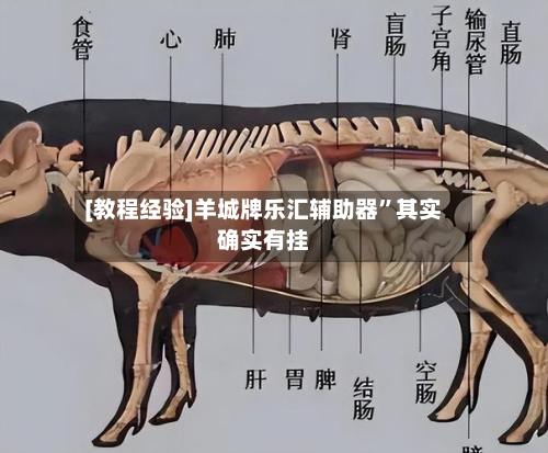 [教程经验]羊城牌乐汇辅助器	”其实确实有挂-第2张图片