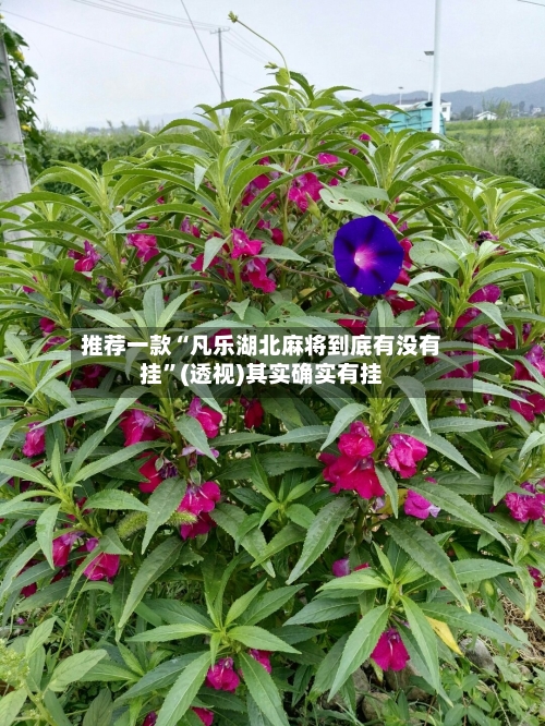推荐一款“凡乐湖北麻将到底有没有挂	”(透视)其实确实有挂-第3张图片