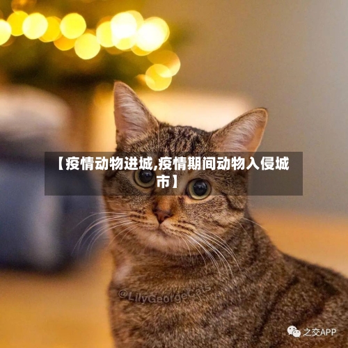 【疫情动物进城,疫情期间动物入侵城市】-第1张图片