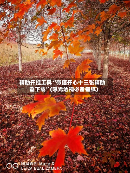 辅助开挂工具“微信开心十三张辅助器下载”(曝光透视必备猫腻)-第2张图片