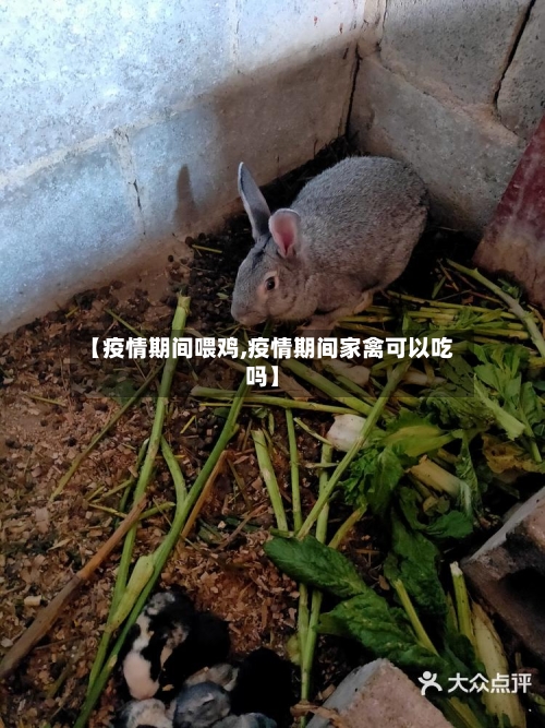 【疫情期间喂鸡,疫情期间家禽可以吃吗】-第3张图片